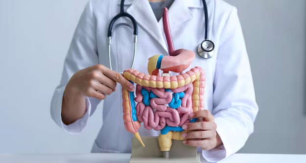 closeup-medical-professional-white-coat-demonstrating-human-digestive-system-anatomy-with-ste_995107-419 closeup-medical-professional-white-coat-demonstrating-human-digestive-system-anatomy-with-ste_995107-419